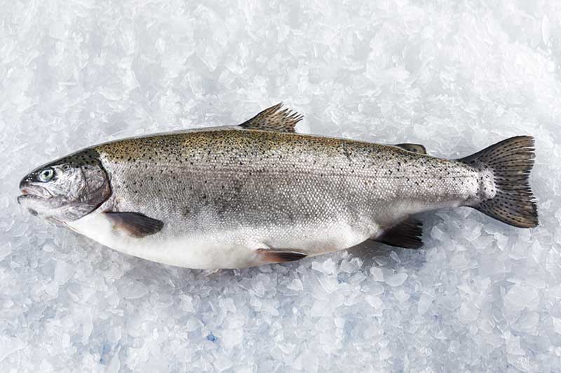 NoordzeeSTEELHEAD TROUT
