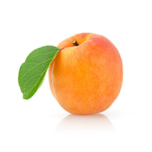 Apricot