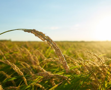 Tarım